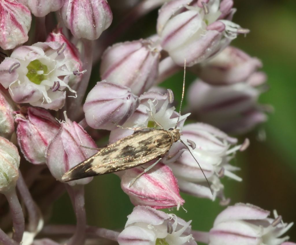 Gelechiidae ? No, Scythrididae: Scythris limbella